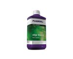 Alga Bloom