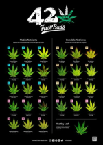 Poster 420 Fast Buds