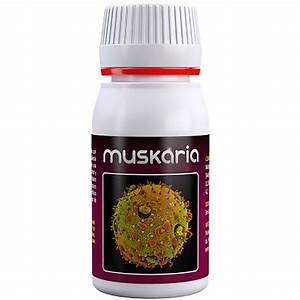 Muskaria - Agrobactérias