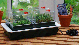 Mini Invernadeiro 4 divisoes